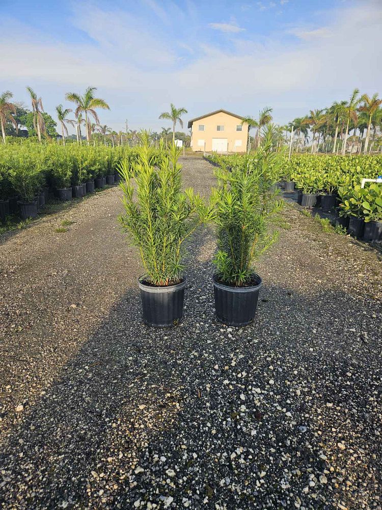 podocarpus-macrophyllus-maki-japanese-yew