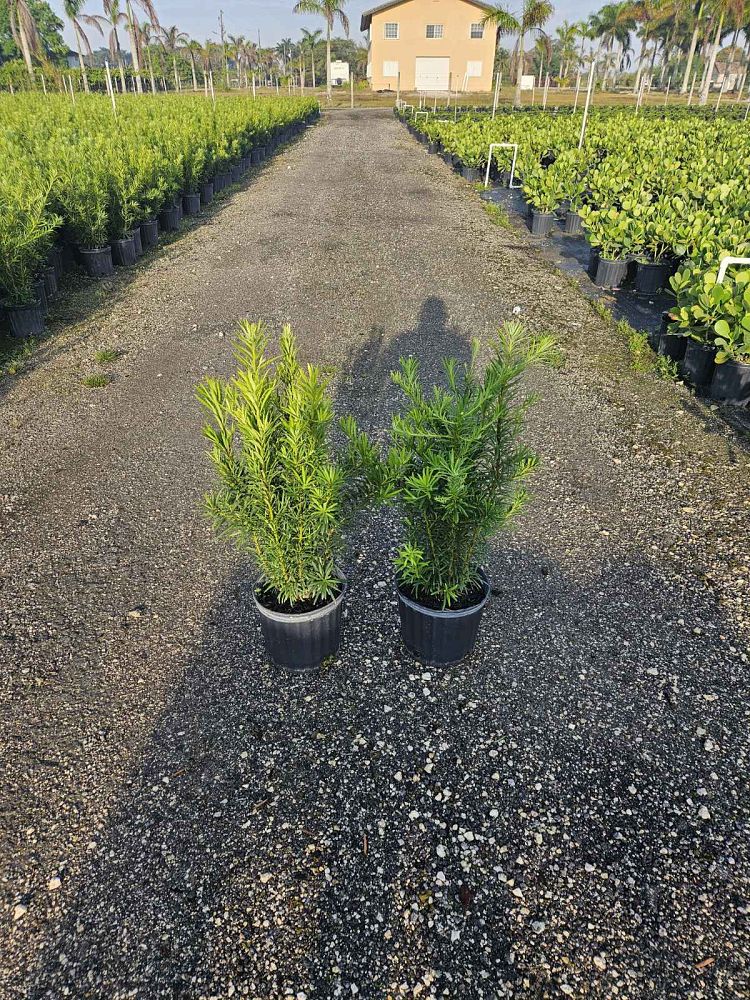 podocarpus-macrophyllus-maki-japanese-yew