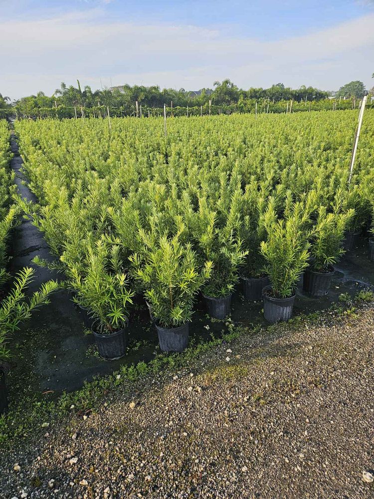 podocarpus-macrophyllus-maki-japanese-yew
