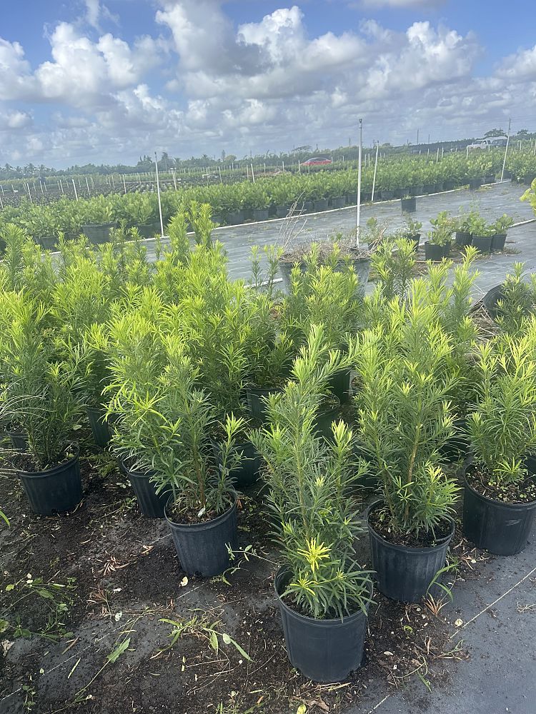 podocarpus-macrophyllus-maki-japanese-yew