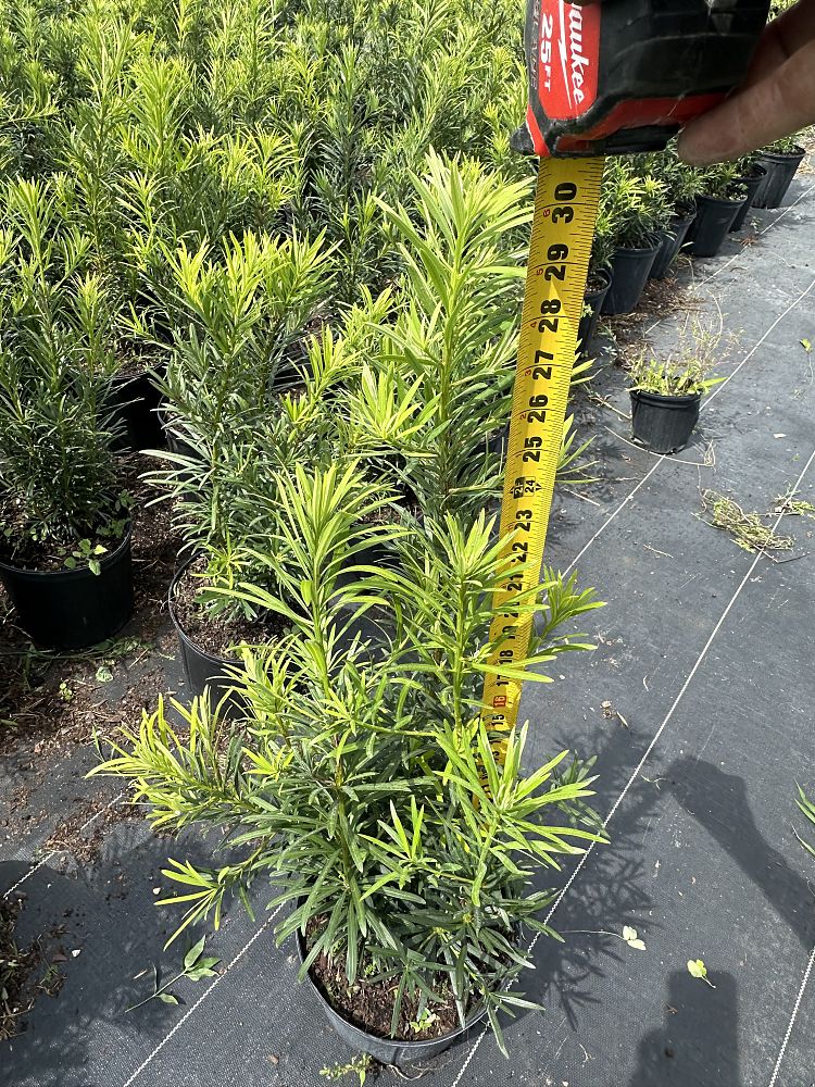 podocarpus-macrophyllus-maki-japanese-yew