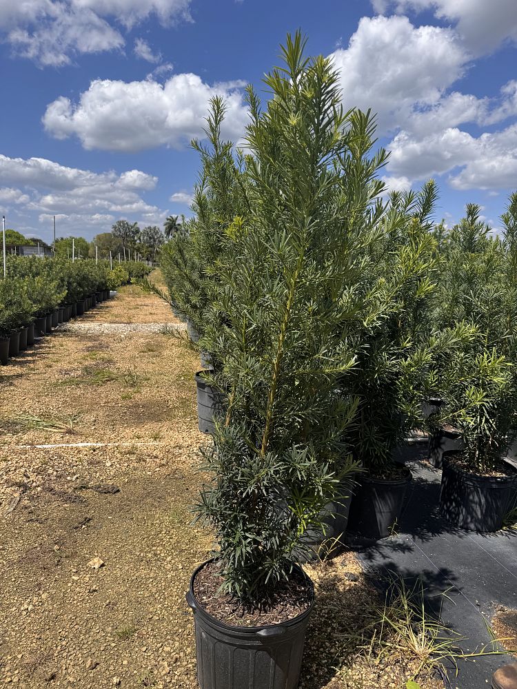 podocarpus-macrophyllus-maki-japanese-yew