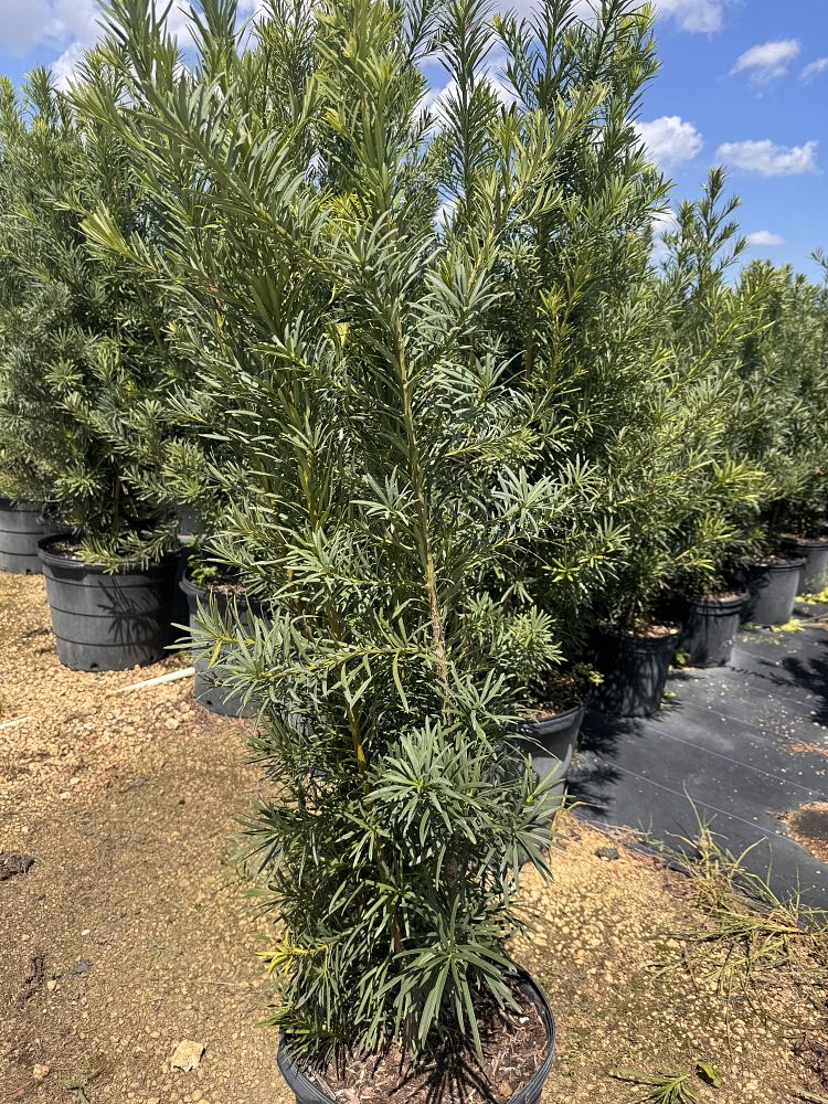podocarpus-macrophyllus-maki-japanese-yew