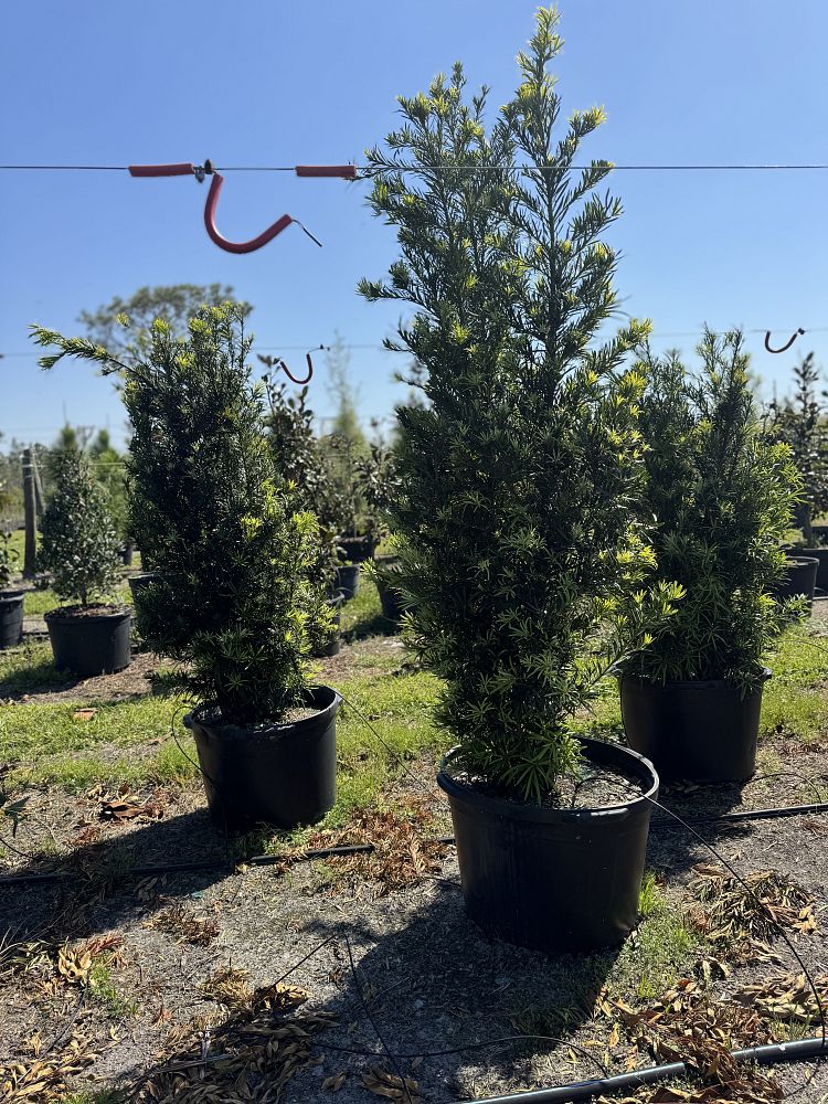 podocarpus-macrophyllus-maki-japanese-yew