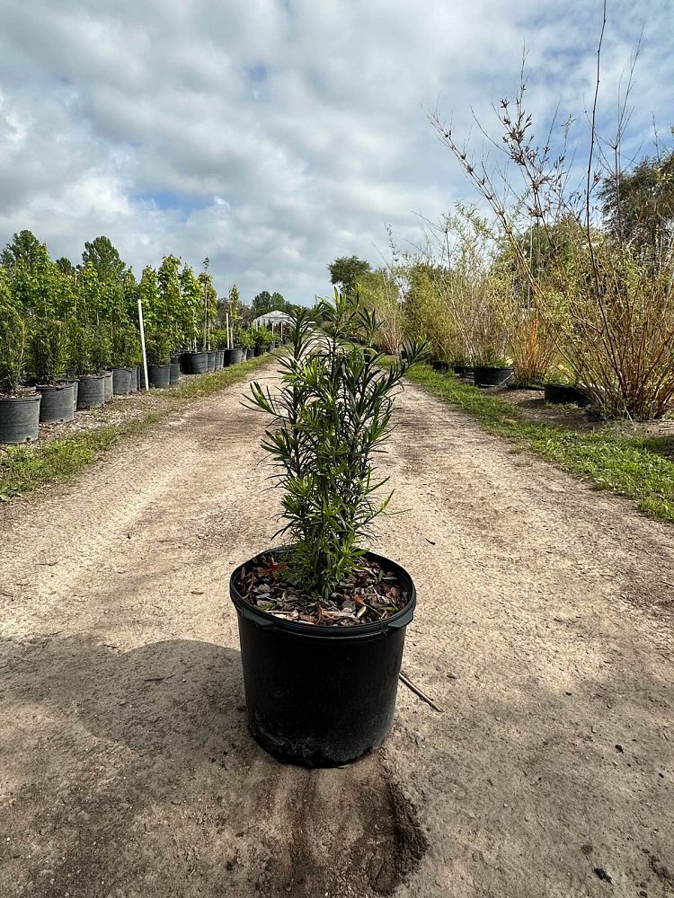 podocarpus-macrophyllus-maki-japanese-yew