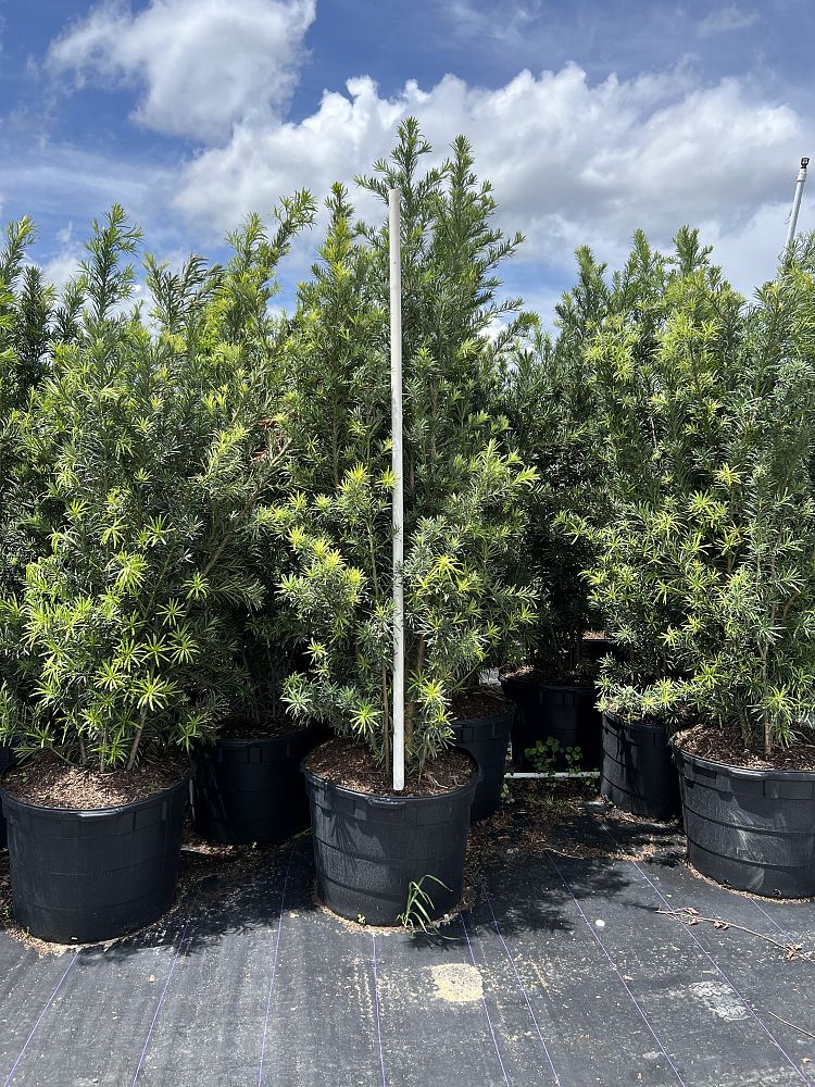 podocarpus-macrophyllus-maki-japanese-yew
