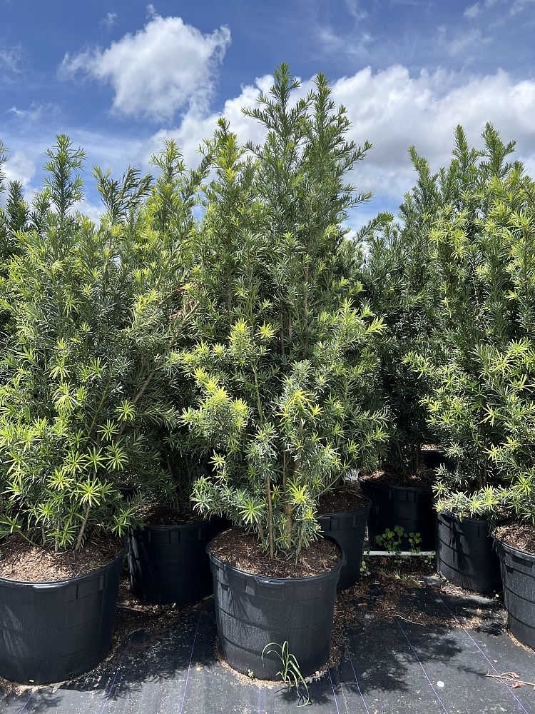 podocarpus-macrophyllus-maki-japanese-yew