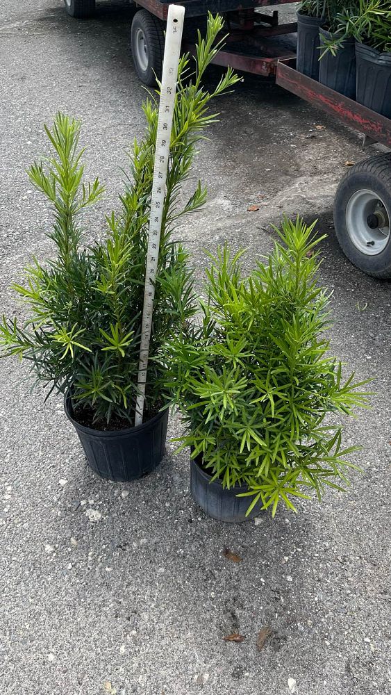 podocarpus-macrophyllus-maki-japanese-yew