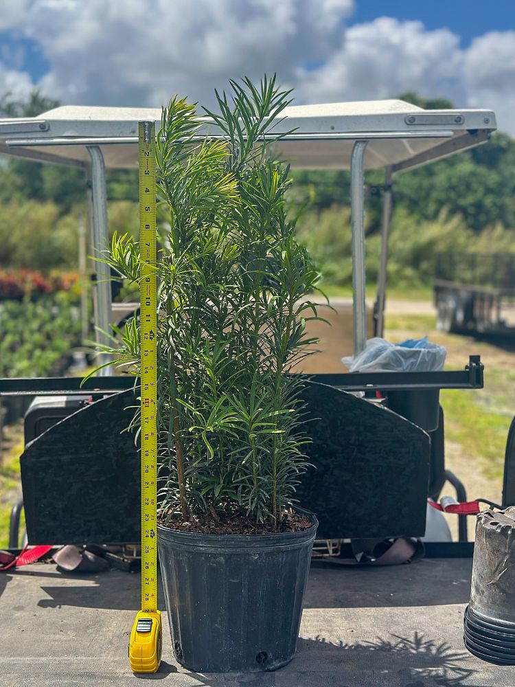 podocarpus-macrophyllus-maki-japanese-yew
