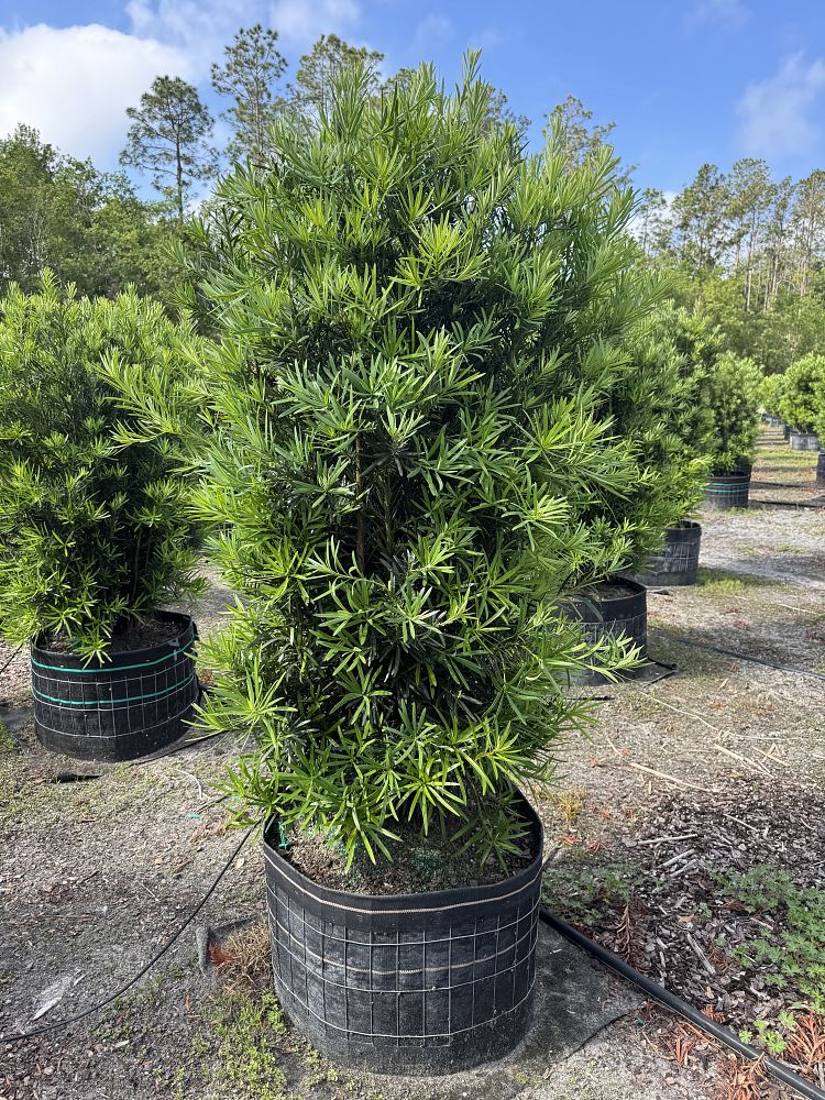podocarpus-macrophyllus-maki-japanese-yew