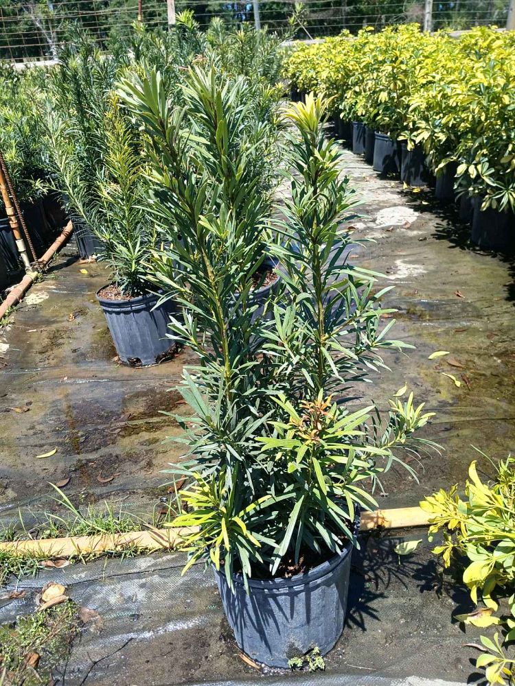 podocarpus-macrophyllus-maki-japanese-yew
