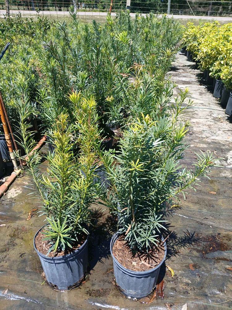 podocarpus-macrophyllus-maki-japanese-yew