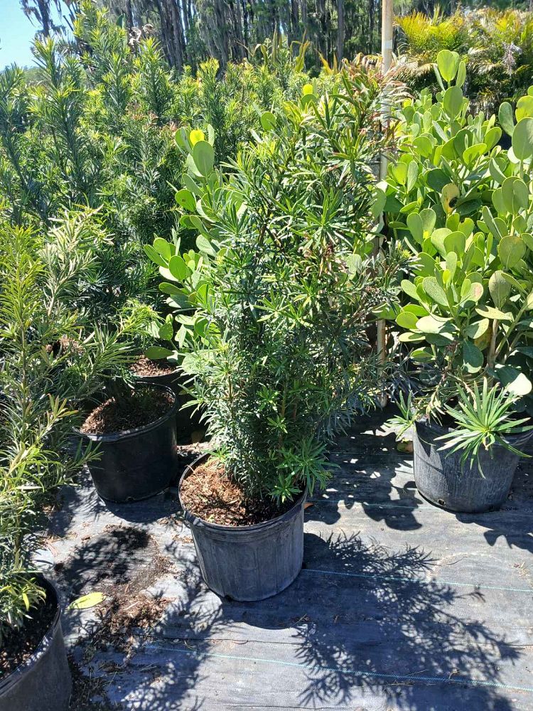 podocarpus-macrophyllus-maki-japanese-yew