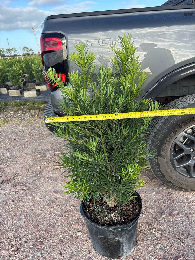 podocarpus-macrophyllus-maki-japanese-yew