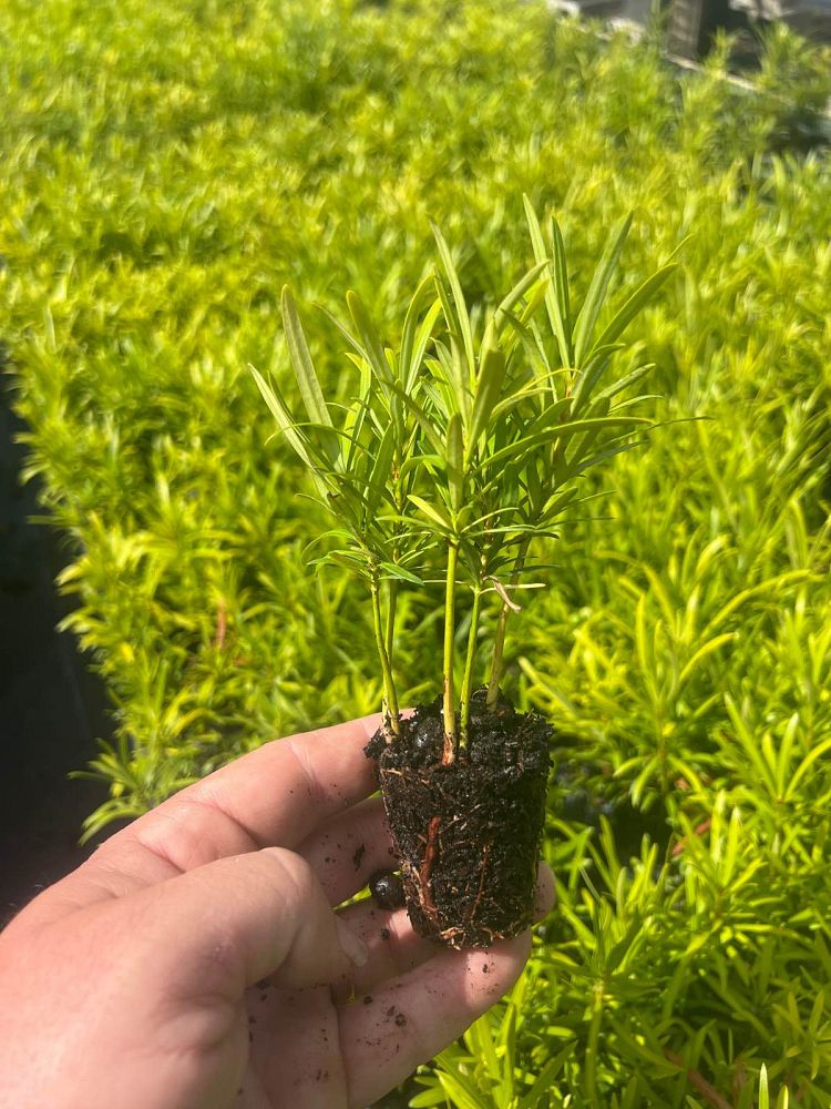 podocarpus-macrophyllus-maki-japanese-yew
