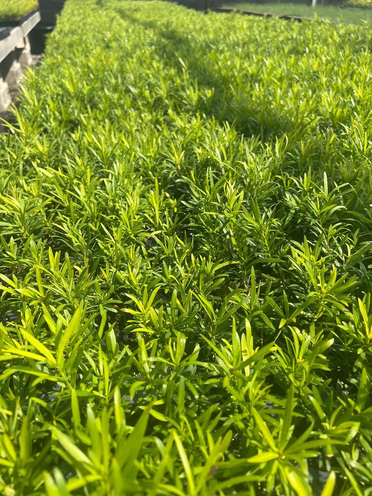 podocarpus-macrophyllus-maki-japanese-yew