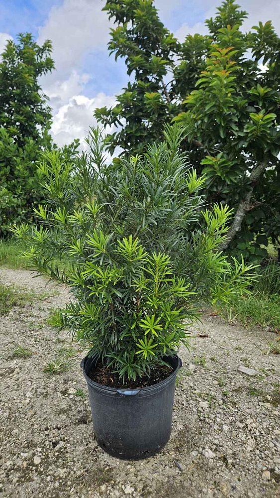 podocarpus-macrophyllus-maki-japanese-yew