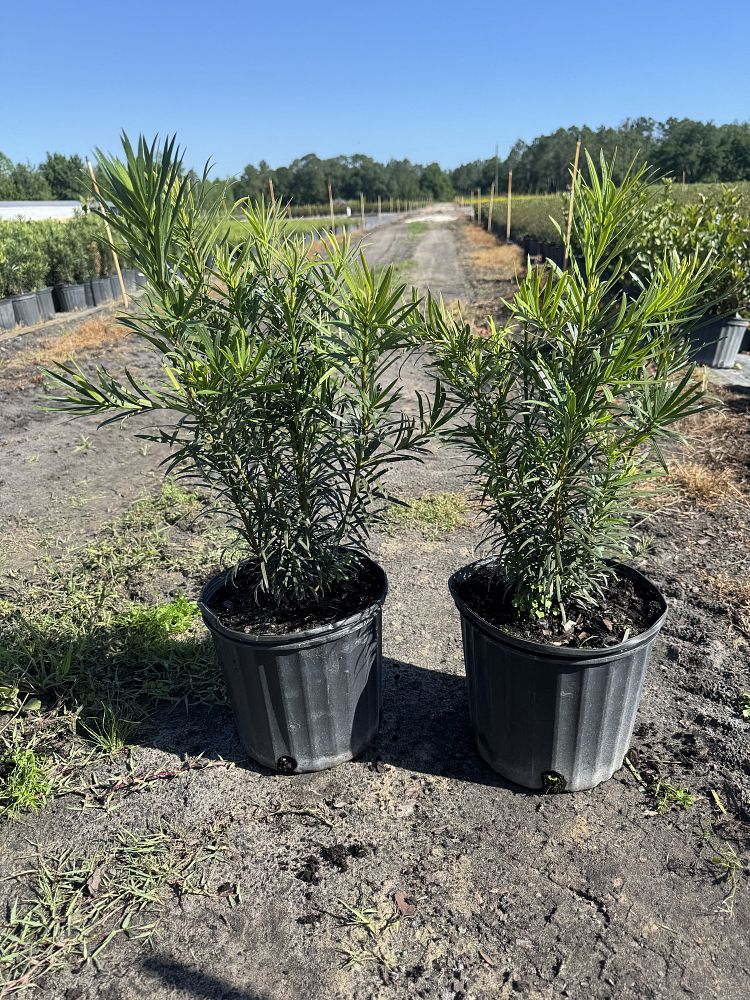 podocarpus-macrophyllus-maki-japanese-yew