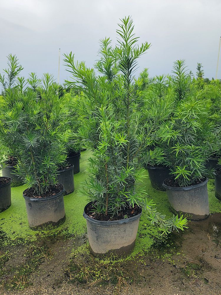 podocarpus-macrophyllus-maki-japanese-yew