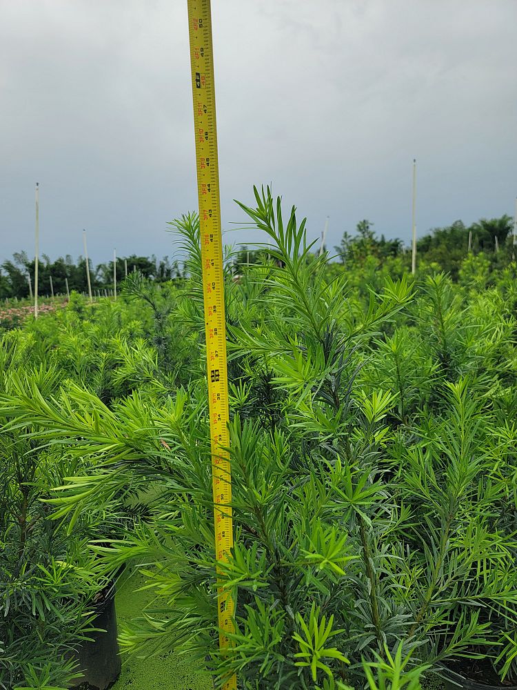 podocarpus-macrophyllus-maki-japanese-yew