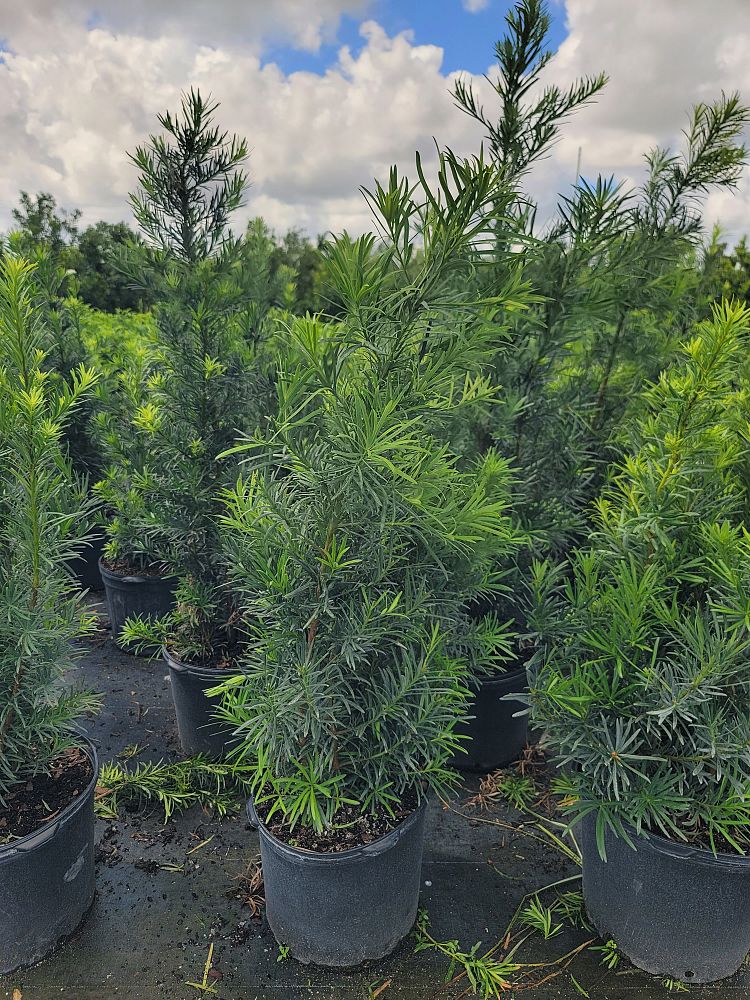 podocarpus-macrophyllus-maki-japanese-yew