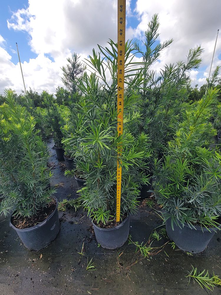 podocarpus-macrophyllus-maki-japanese-yew
