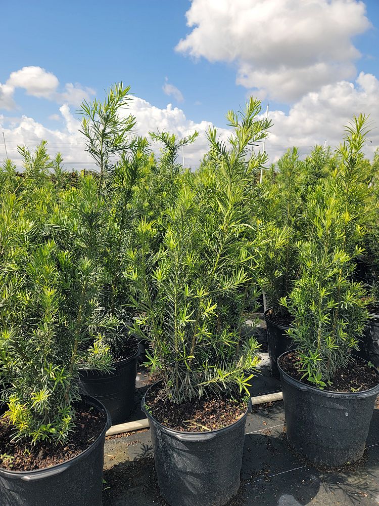 podocarpus-macrophyllus-maki-japanese-yew