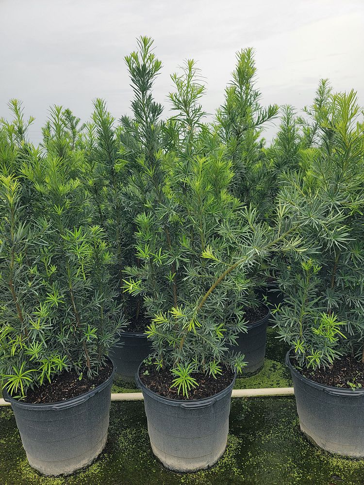 podocarpus-macrophyllus-maki-japanese-yew