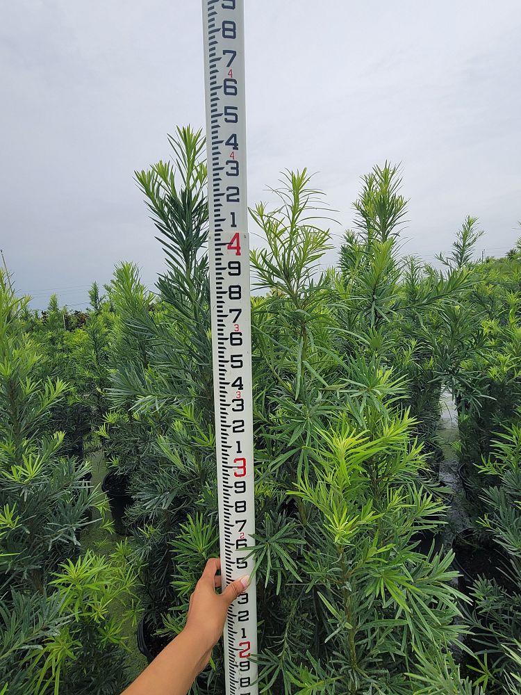 podocarpus-macrophyllus-maki-japanese-yew