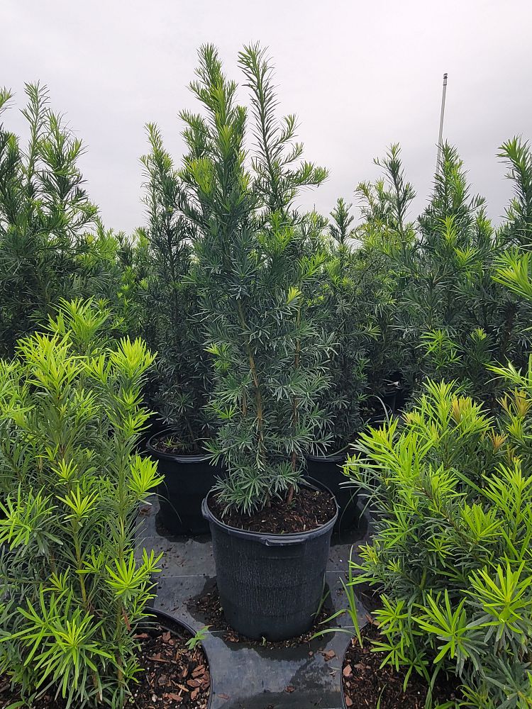 podocarpus-macrophyllus-maki-japanese-yew