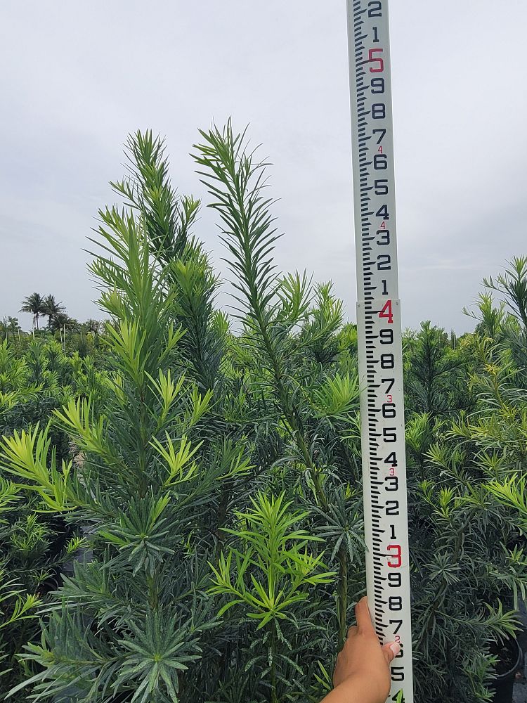 podocarpus-macrophyllus-maki-japanese-yew