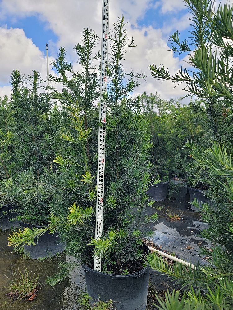 podocarpus-macrophyllus-maki-japanese-yew