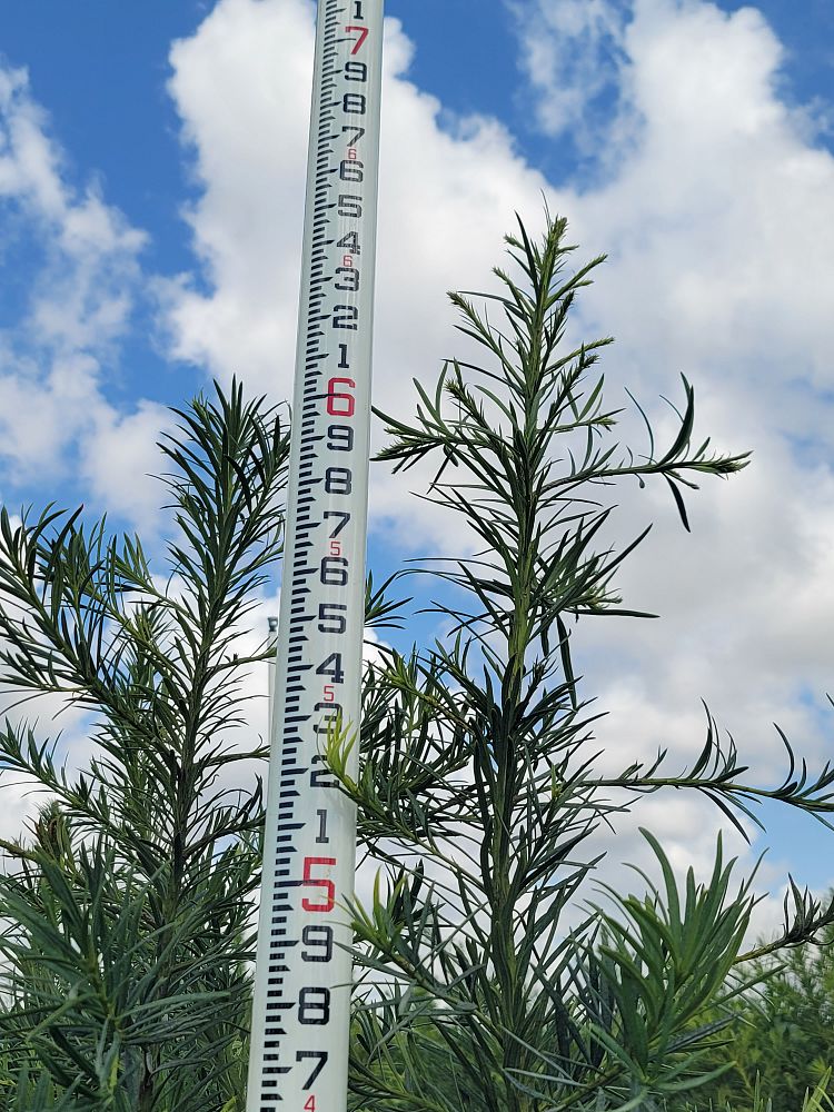 podocarpus-macrophyllus-maki-japanese-yew