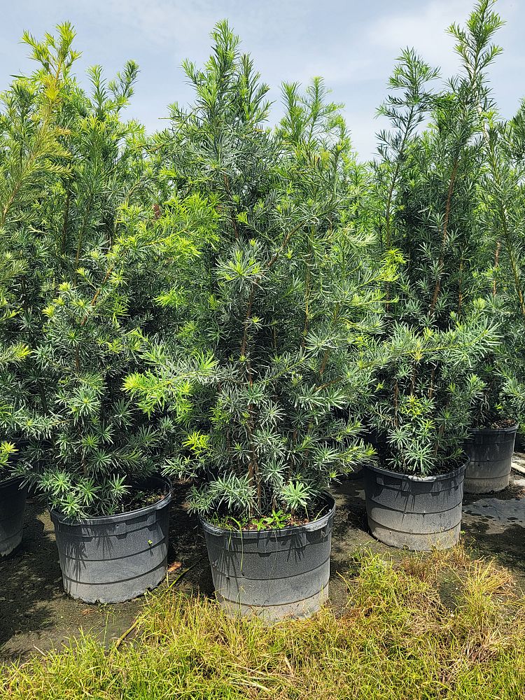 podocarpus-macrophyllus-maki-japanese-yew