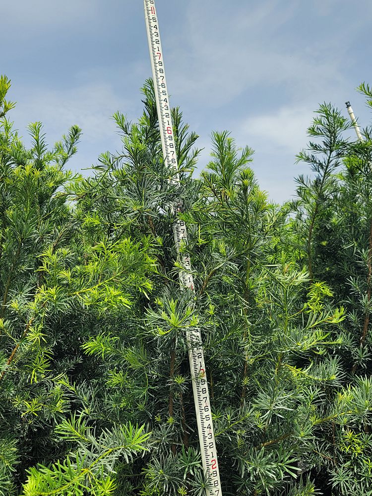 podocarpus-macrophyllus-maki-japanese-yew