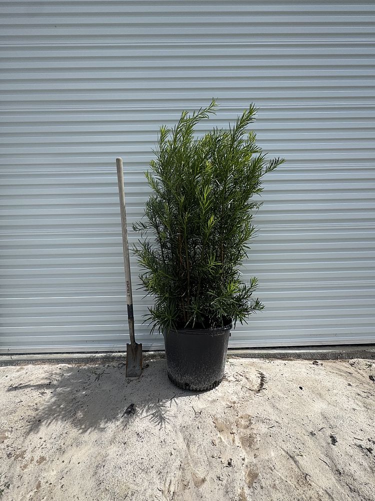 podocarpus-macrophyllus-maki-japanese-yew
