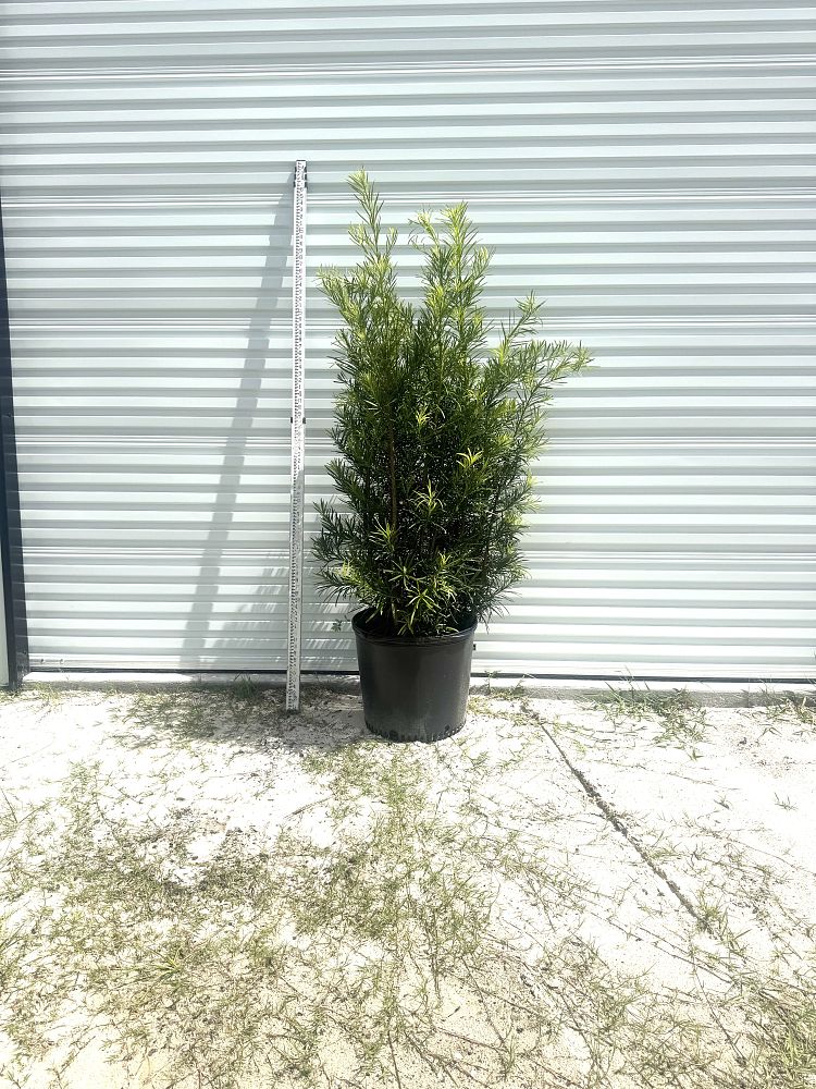 podocarpus-macrophyllus-maki-japanese-yew