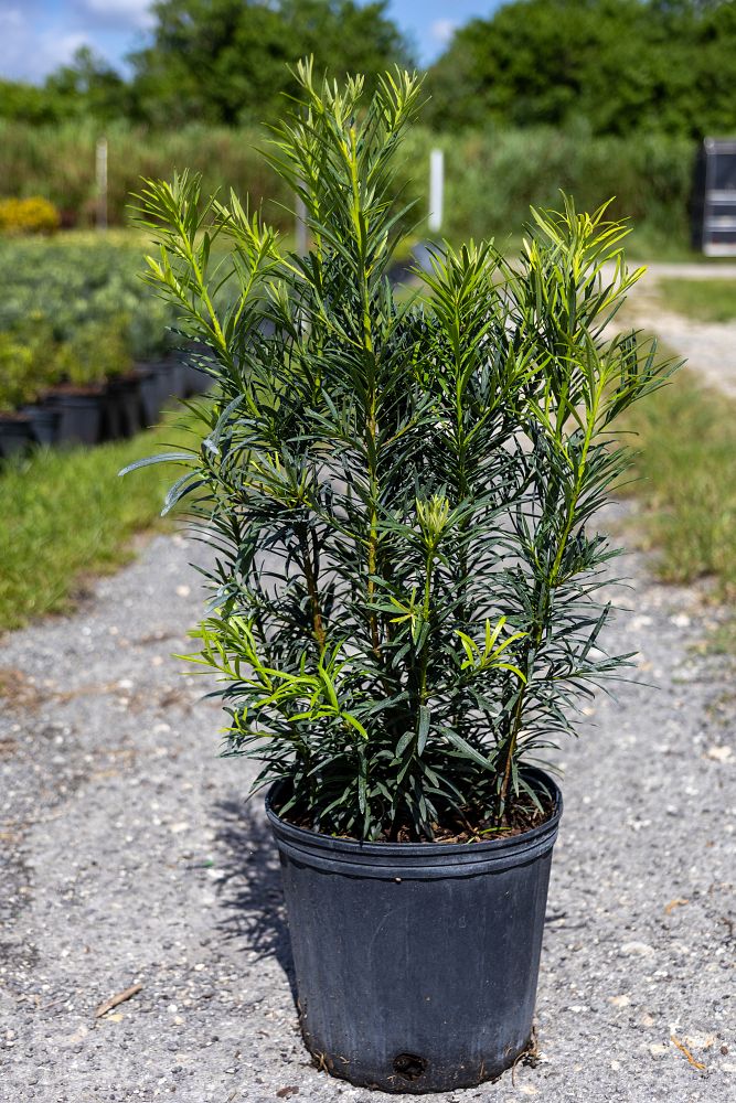 podocarpus-macrophyllus-maki-japanese-yew
