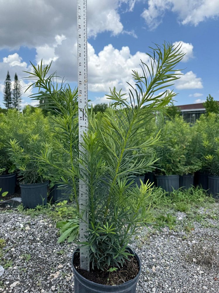 podocarpus-macrophyllus-maki-japanese-yew