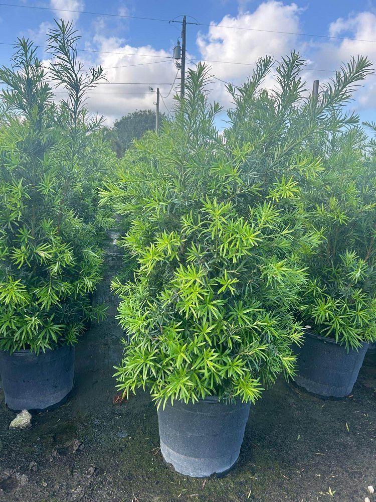 podocarpus-macrophyllus-maki-japanese-yew
