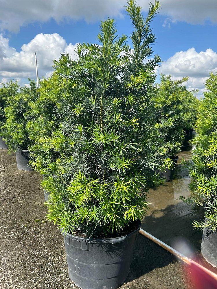 podocarpus-macrophyllus-maki-japanese-yew
