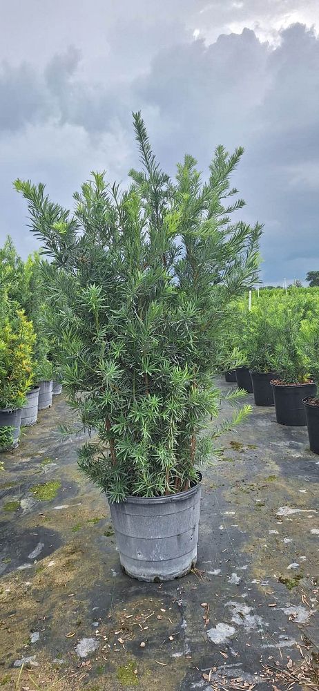 podocarpus-macrophyllus-maki-japanese-yew