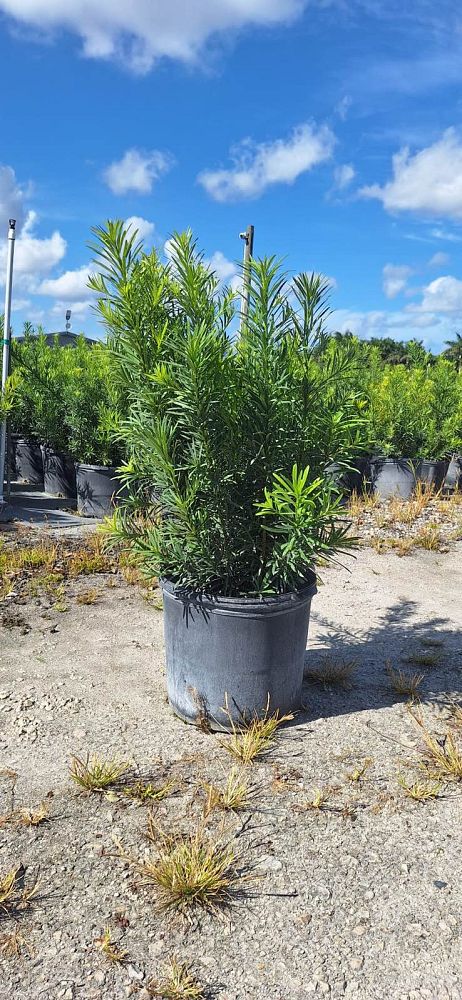 podocarpus-macrophyllus-maki-japanese-yew