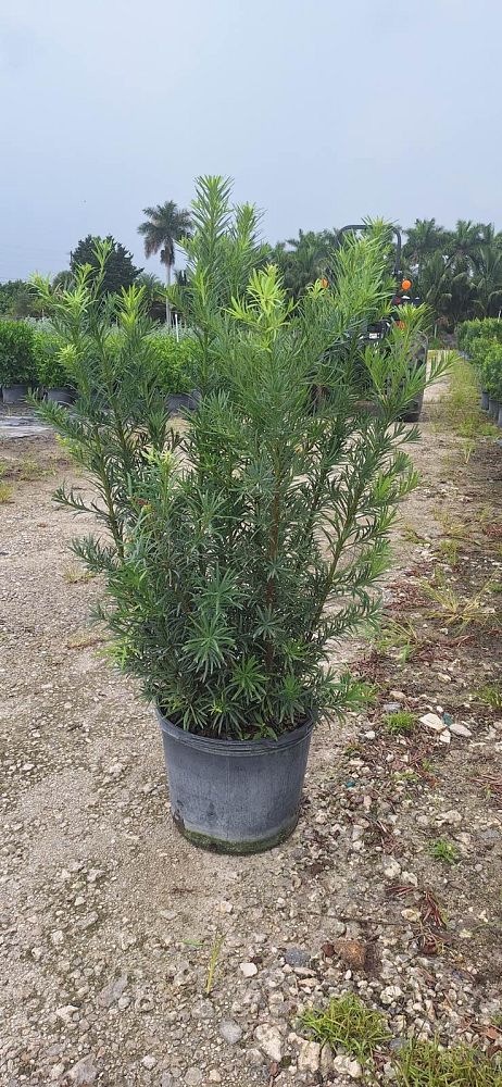 podocarpus-macrophyllus-maki-japanese-yew