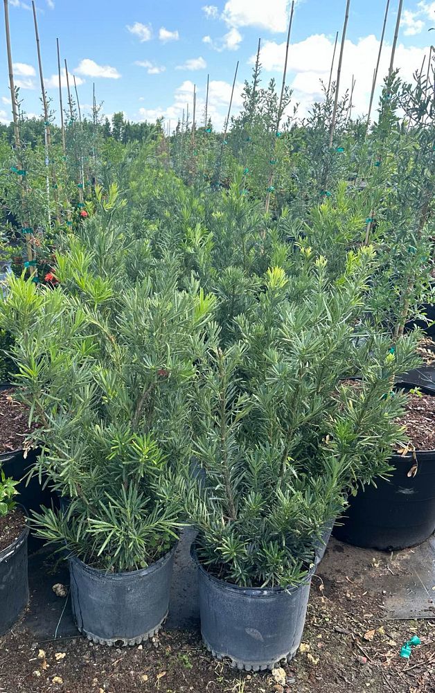 podocarpus-macrophyllus-maki-japanese-yew
