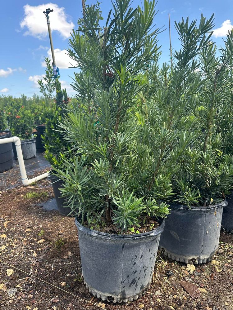podocarpus-macrophyllus-maki-japanese-yew