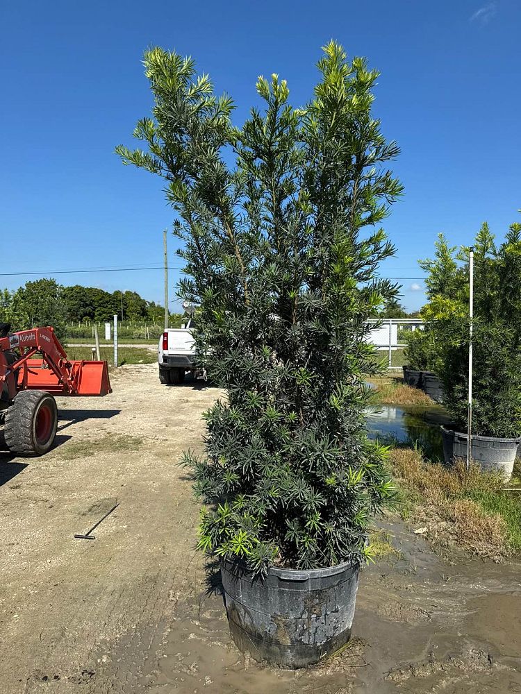 podocarpus-macrophyllus-maki-japanese-yew