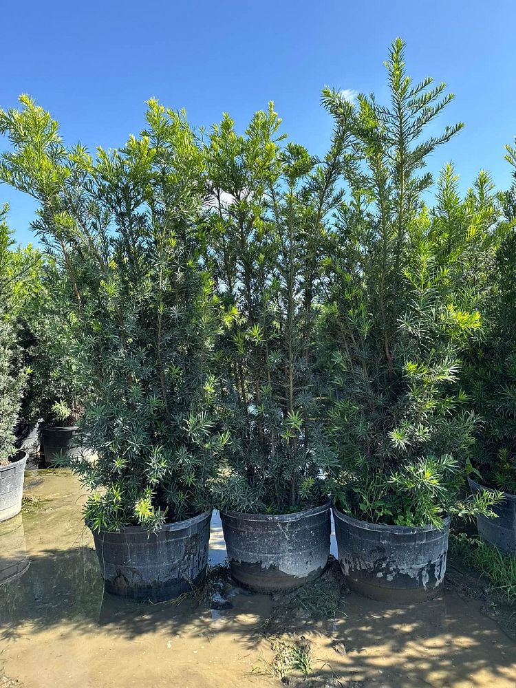 podocarpus-macrophyllus-maki-japanese-yew