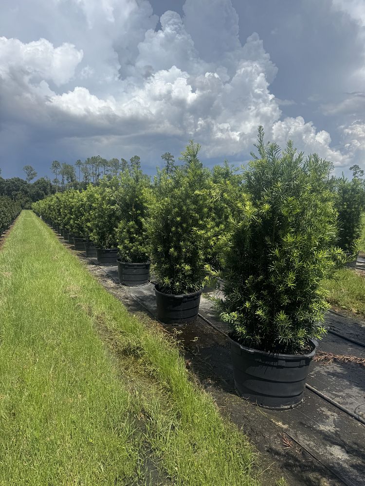 podocarpus-macrophyllus-maki-japanese-yew