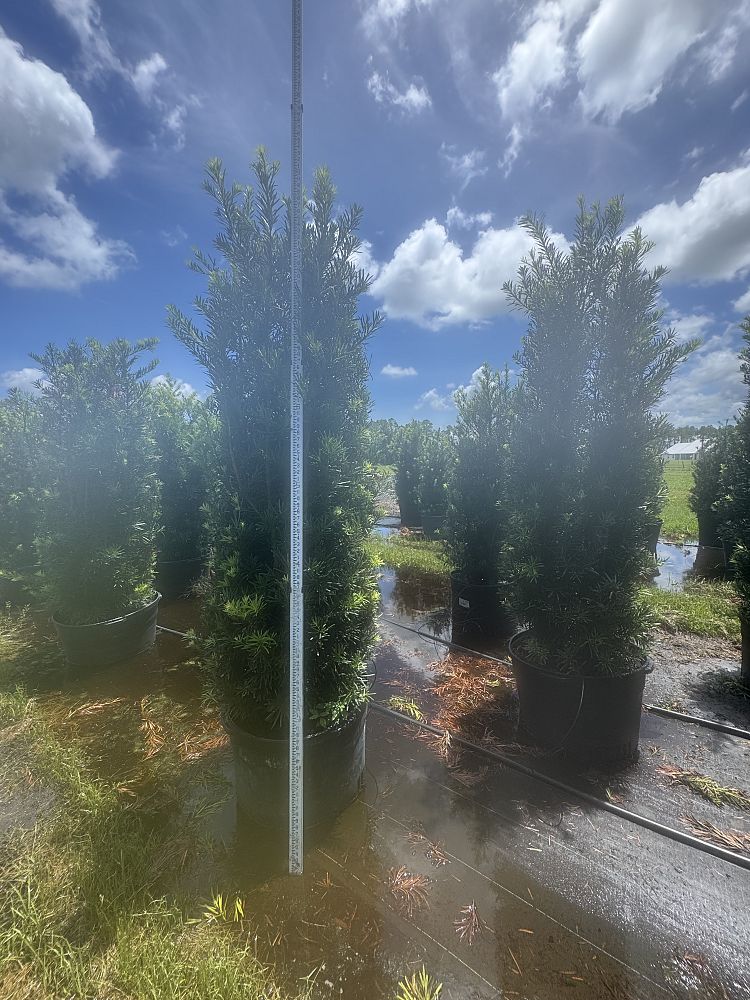 podocarpus-macrophyllus-maki-japanese-yew